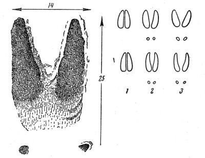 Жизнь леса - i_097.jpg