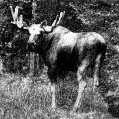 Жизнь леса - i_098.jpg