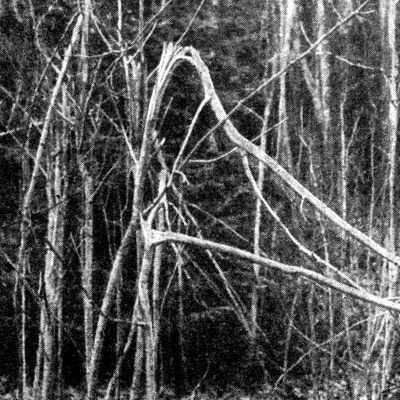 Жизнь леса - i_099.jpg