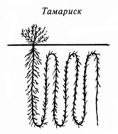 Где у растения дом - _44.jpg