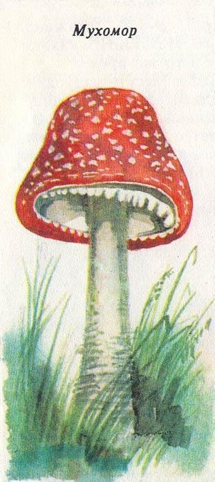 Где у растения дом - _62.jpg