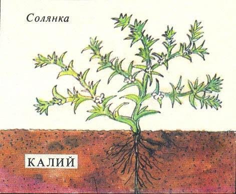 Где у растения дом - _17.jpg