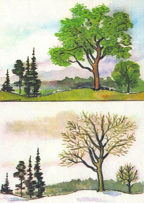Где у растения дом - _55.jpg