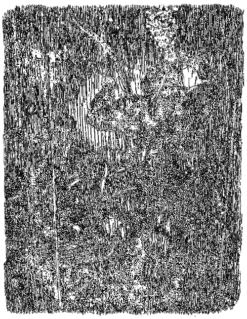 Бешеная акула - i_019.png