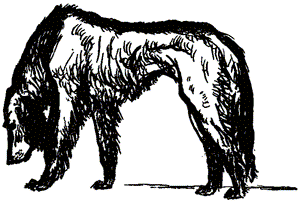 Нигер. История жизни одной собаки - doc2fb_image_03000028.png