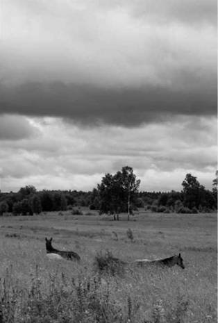 Лошадь на даче - pic_16.jpg