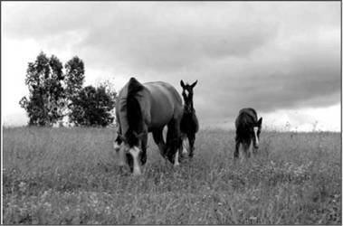 Лошадь на даче - pic_2.jpg