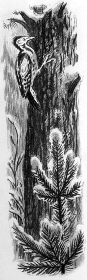 На берегах Себерянки - i_007.jpg