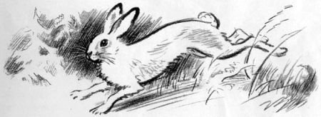 На берегах Себерянки - i_009.jpg