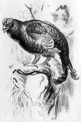 На берегах Себерянки - i_010.jpg