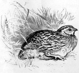 На берегах Себерянки - i_029.jpg