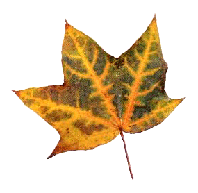 Барбара и осенние собаки - i_003.png