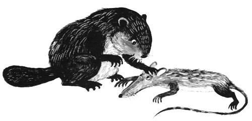 Торпи - pic_44.jpg