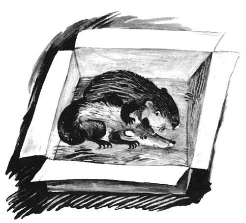 Торпи - pic_46.jpg