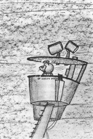 Хорьки-спасатели на море - image15.jpg