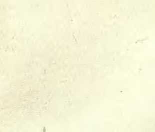 Три плова - _5.jpg