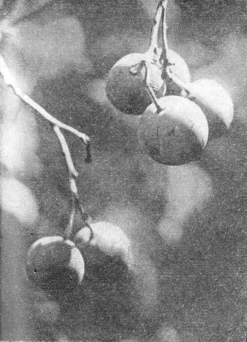 В чертогах Подкаменной Тунгуски - _010.jpg