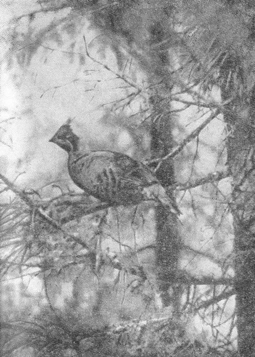 В чертогах Подкаменной Тунгуски - _012.jpg