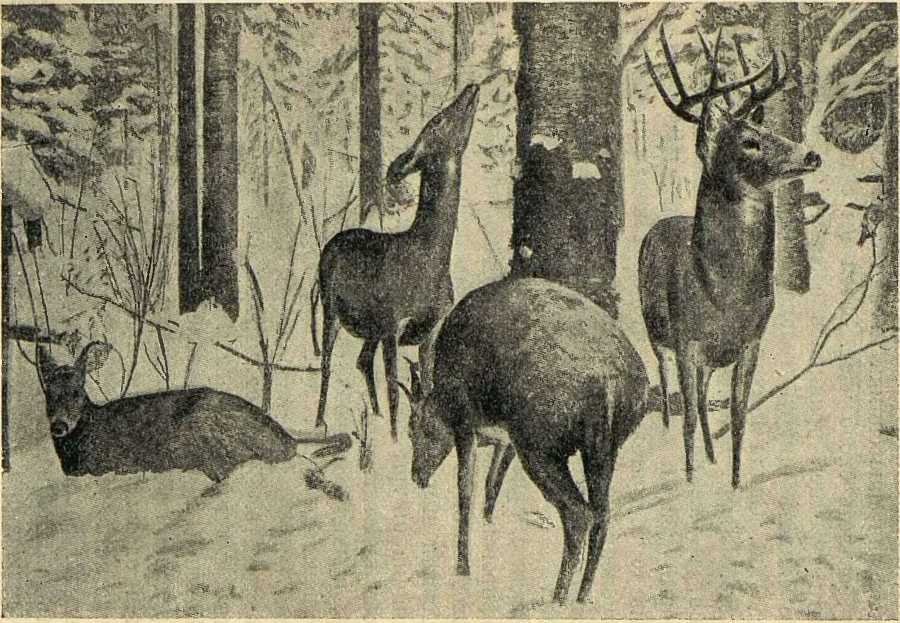 В сердце Африки - _17.jpg