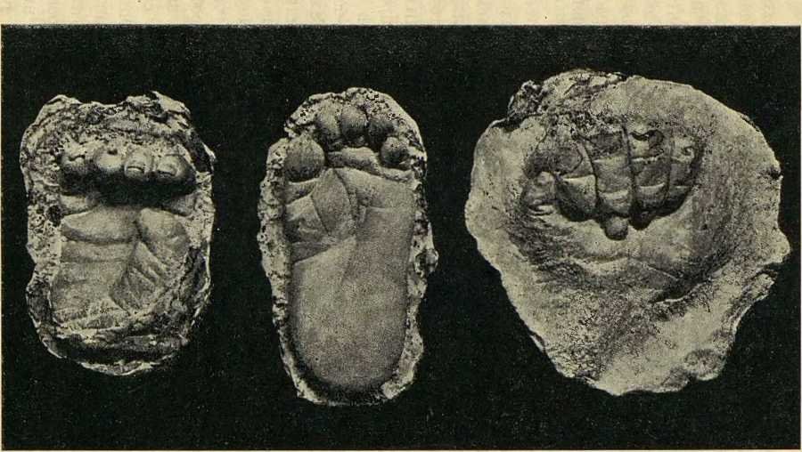 В сердце Африки - _38.jpg