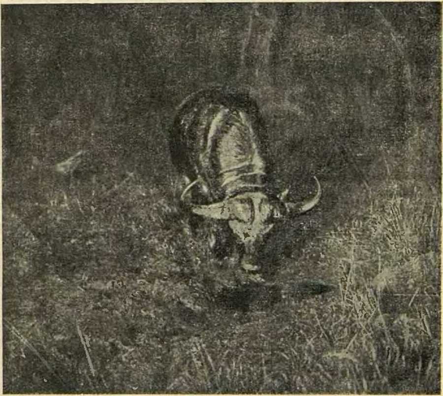 В сердце Африки - _24.jpg