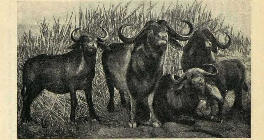 В сердце Африки - _25.jpg