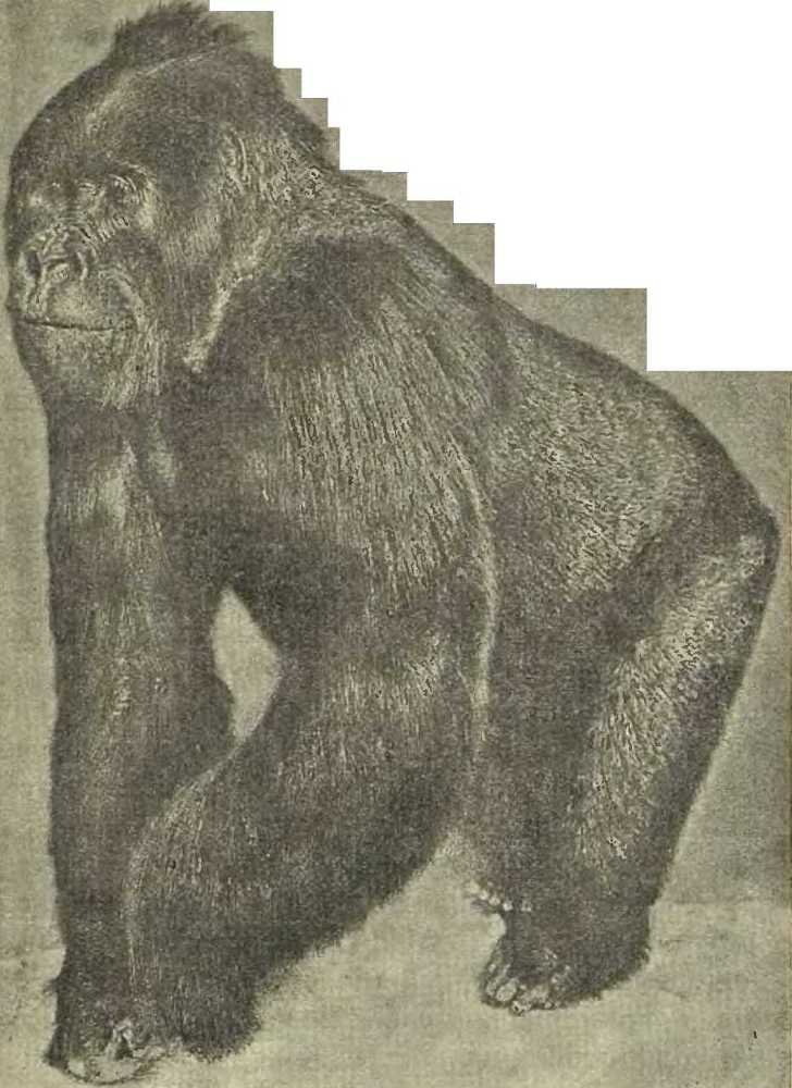 В сердце Африки - _35.jpg