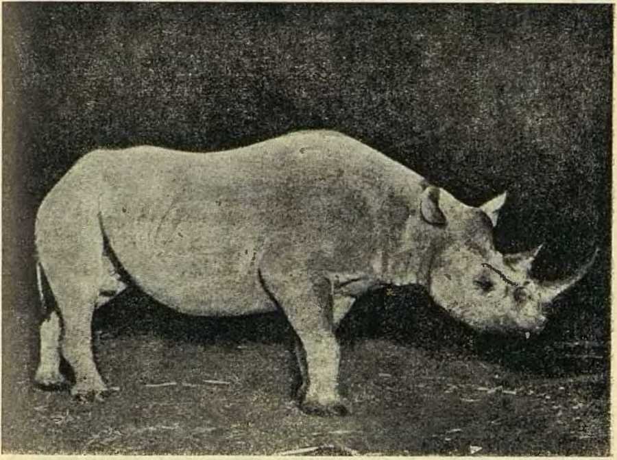 В сердце Африки - _26.jpg