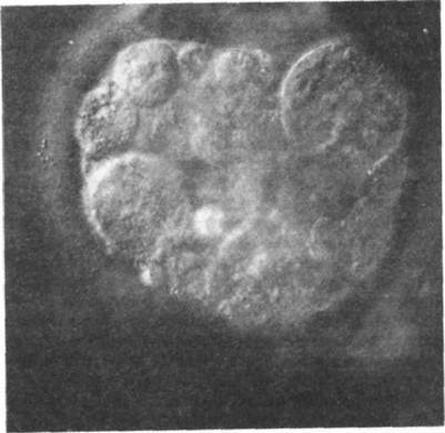 Бытие и ничто - pic2.jpg