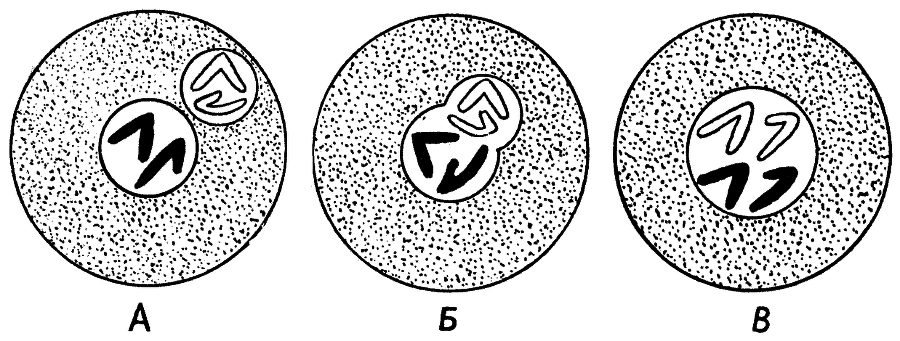 Мы и её величество ДНК - img_32.png