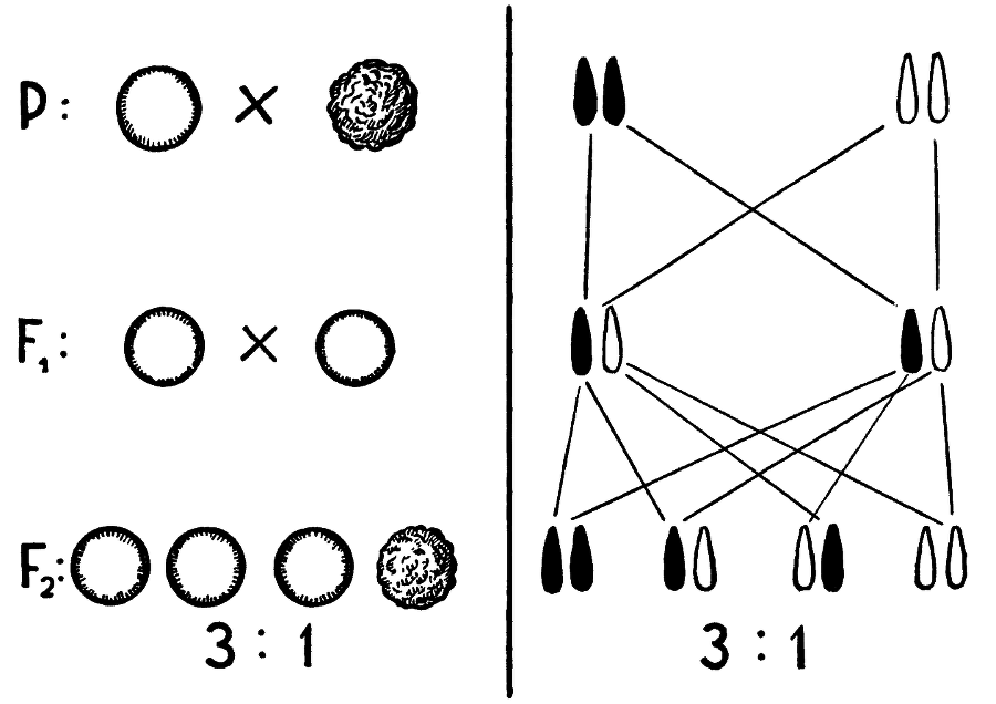 Мы и её величество ДНК - img_33.png
