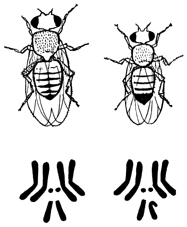 Мы и её величество ДНК - img_34.png