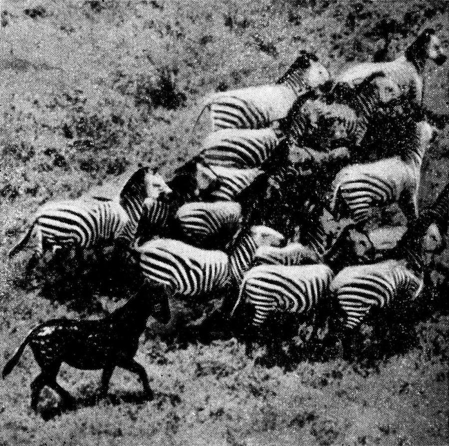 Мы и её величество ДНК - img_58.jpeg