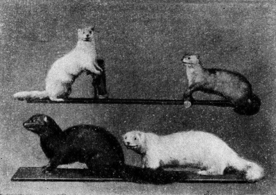 Мы и её величество ДНК - img_71.jpeg