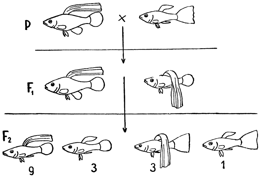 Мы и её величество ДНК - img_76.png