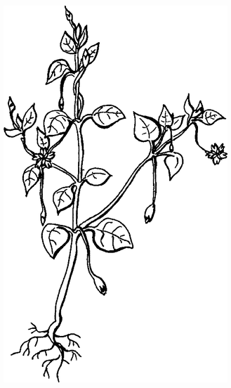 Целебные сорняки. Дача — вылечит, дача — исцелит - i_002.png