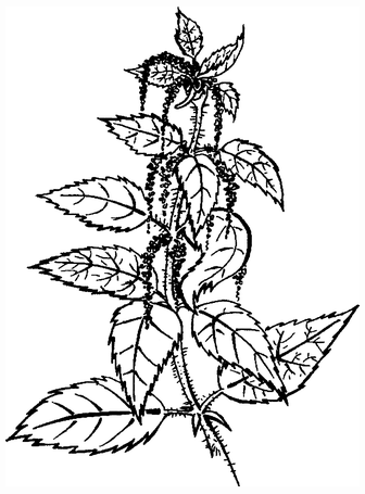 Целебные сорняки. Дача — вылечит, дача — исцелит - i_003.png