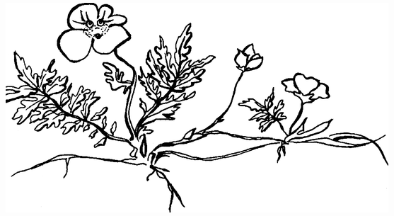 Целебные сорняки. Дача — вылечит, дача — исцелит - i_004.png