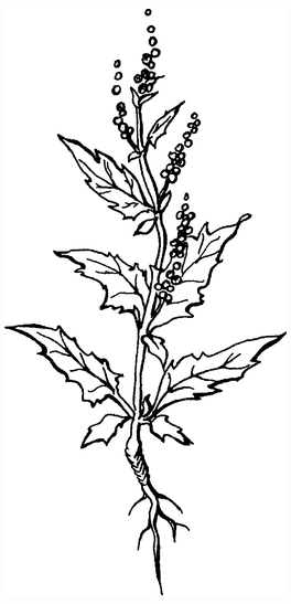 Целебные сорняки. Дача — вылечит, дача — исцелит - i_006.png