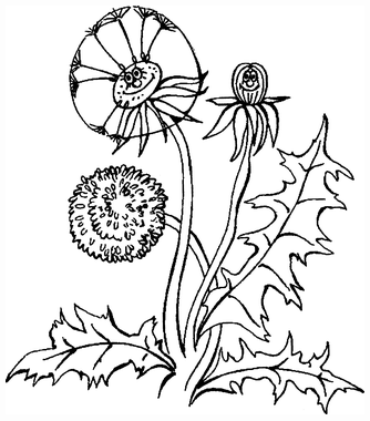 Целебные сорняки. Дача — вылечит, дача — исцелит - i_008.png