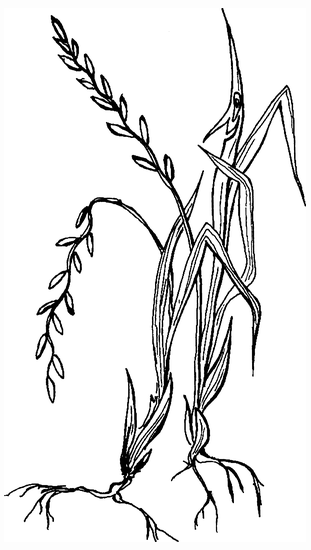 Целебные сорняки. Дача — вылечит, дача — исцелит - i_012.png