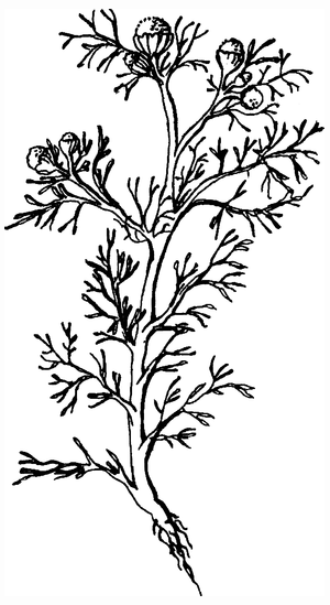 Целебные сорняки. Дача — вылечит, дача — исцелит - i_014.png