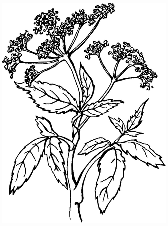 Целебные сорняки. Дача — вылечит, дача — исцелит - i_015.png