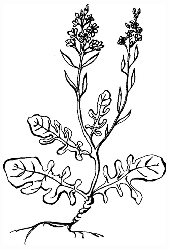 Целебные сорняки. Дача — вылечит, дача — исцелит - i_016.png