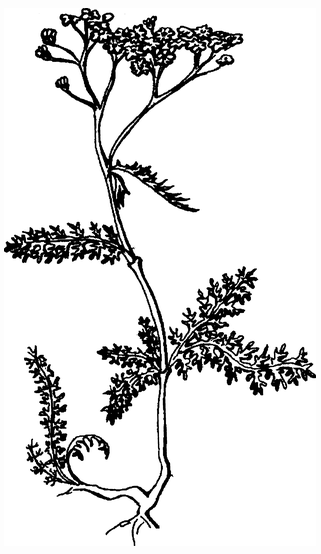 Целебные сорняки. Дача — вылечит, дача — исцелит - i_017.png