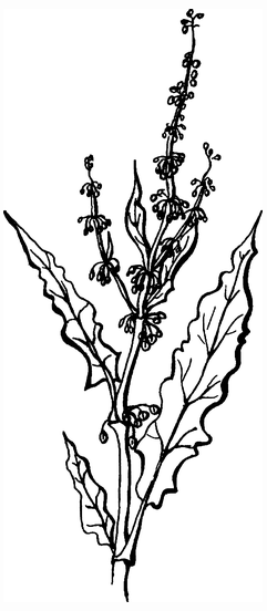 Целебные сорняки. Дача — вылечит, дача — исцелит - i_018.png