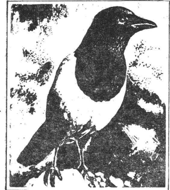 Гнездо над крыльцом - _3.jpg