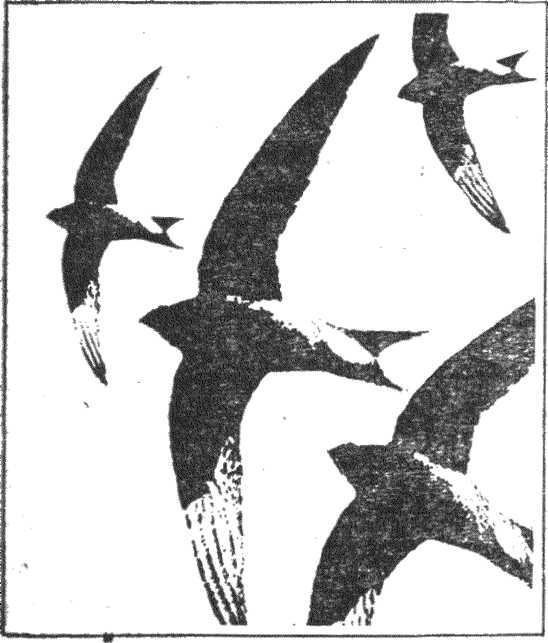 Гнездо над крыльцом - _11.jpg