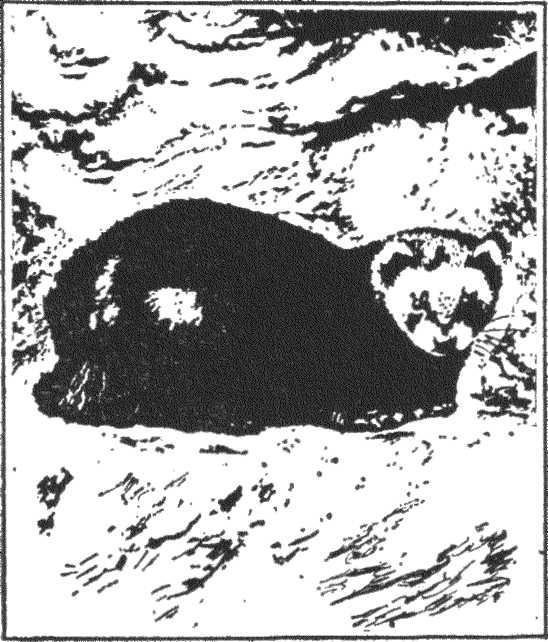 Гнездо над крыльцом - _13.jpg