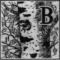 Зеленая книга леса - i_020.png